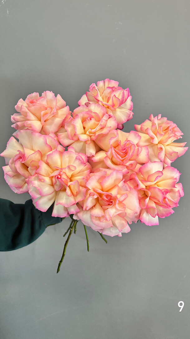 Французские розы, артикул F1320217 - 4835 рублей, доставка по городу. Flawery - доставка цветов