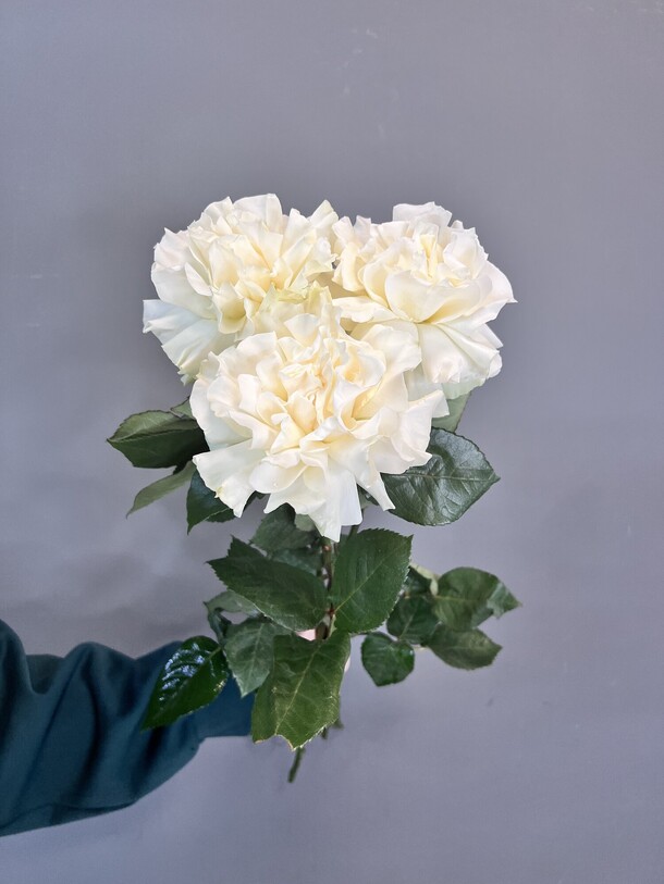 Французские розы, артикул F1320230 - 1735 рублей, доставка по городу. Flawery - доставка цветов