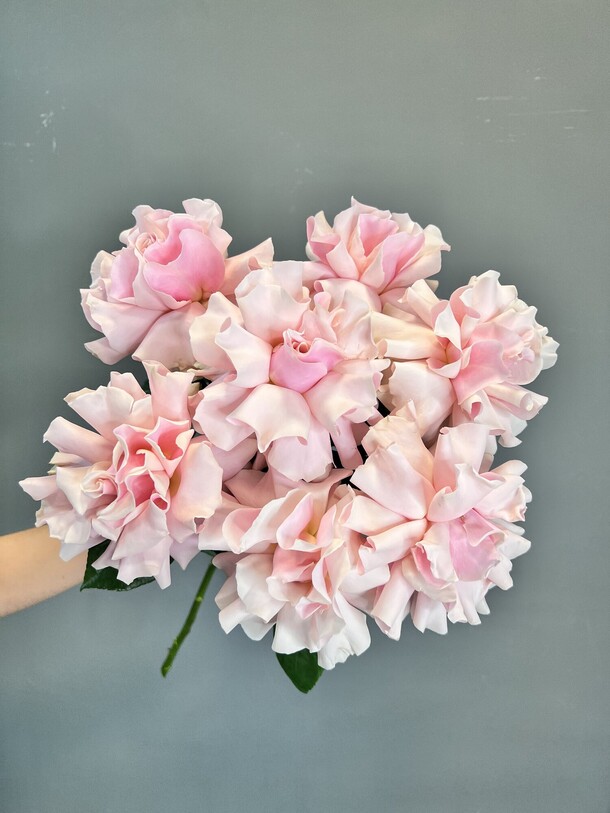 Французские розы, артикул F1320246 - 3760 рублей, доставка по городу. Flawery - доставка цветов