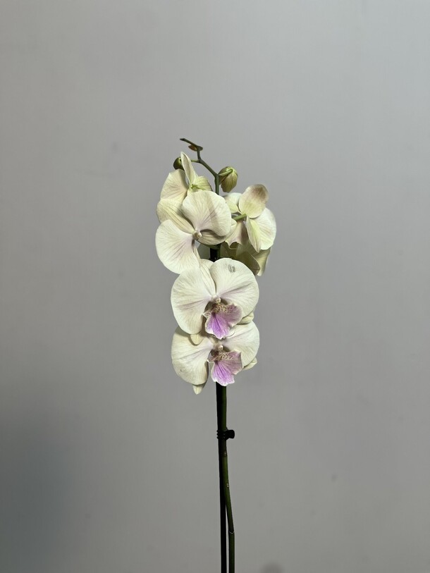 Орхидея, артикул F1407178 - 3400 рублей, доставка по городу. Flawery - доставка цветов