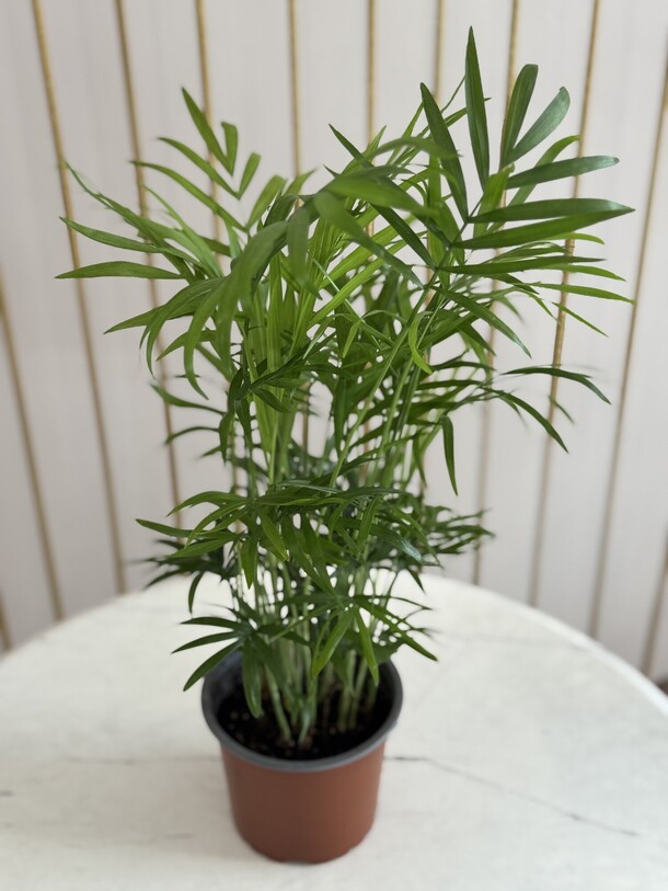 Хамедорея, артикул F1454797 - 2149 рублей, доставка по городу. Flawery - доставка цветов