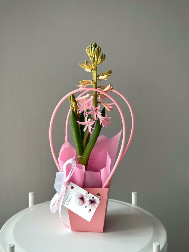 Гиацинт, артикул F1392007 - 1000 рублей, доставка по городу. Flawery - доставка цветов