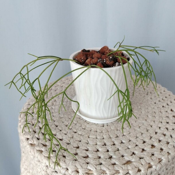 Рипсалис (лесной кактус), артикул F1443893 - 900 рублей, доставка по городу. Flawery - доставка цветов