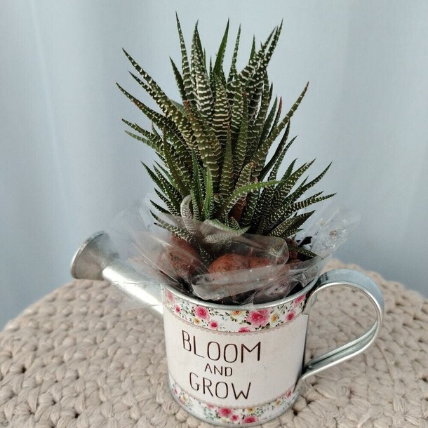 Хавортия (суккулент), артикул F1443895 - 1700 рублей, доставка по городу. Flawery - доставка цветов