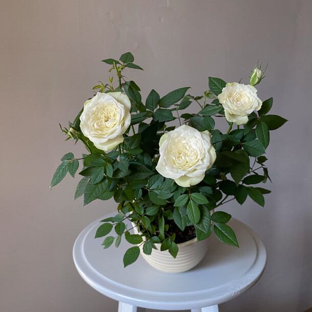 Роза белая кустовая в горшке и керамическом кашпо, артикул F1216740 - 5490 рублей, доставка по городу. Flawery - доставка цветов