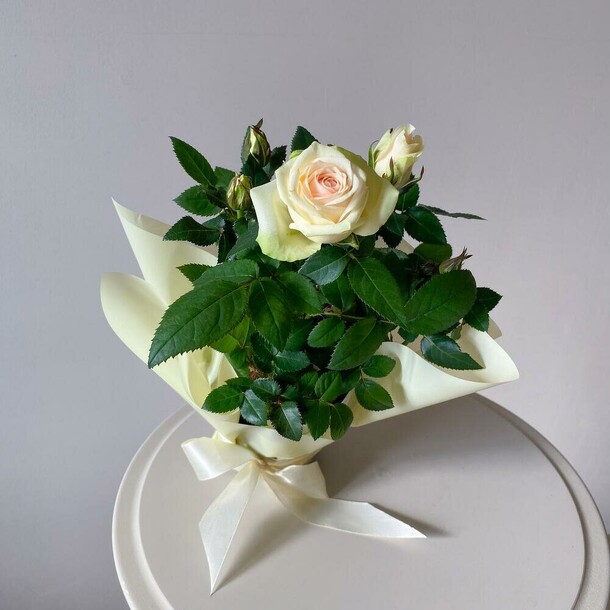 Роза кремовая в горшке для мамы в подарок, артикул F1302816 - 2950 рублей, доставка по городу. Flawery - доставка цветов