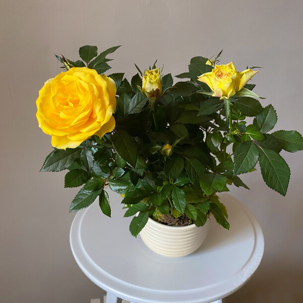 Жлтая садовая пионовидная роза в горшке и керамическом кашпо, артикул F1302821 - 5490 рублей, доставка по городу. Flawery - доставка цветов