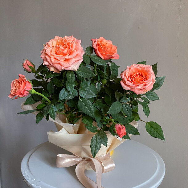 Роза персикового цвета в горшке, артикул F1321776 - 3490 рублей, доставка по городу. Flawery - доставка цветов