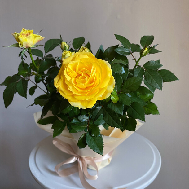 Роза желтая в горшке, артикул F1321778 - 3490 рублей, доставка по городу. Flawery - доставка цветов