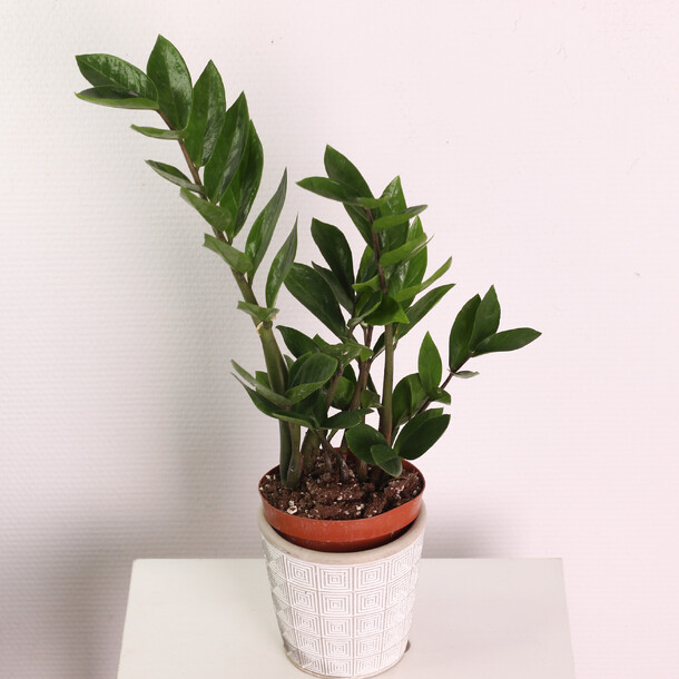 Замиокулькас, артикул F1222563 - 1950 рублей, доставка по городу. Flawery - доставка цветов