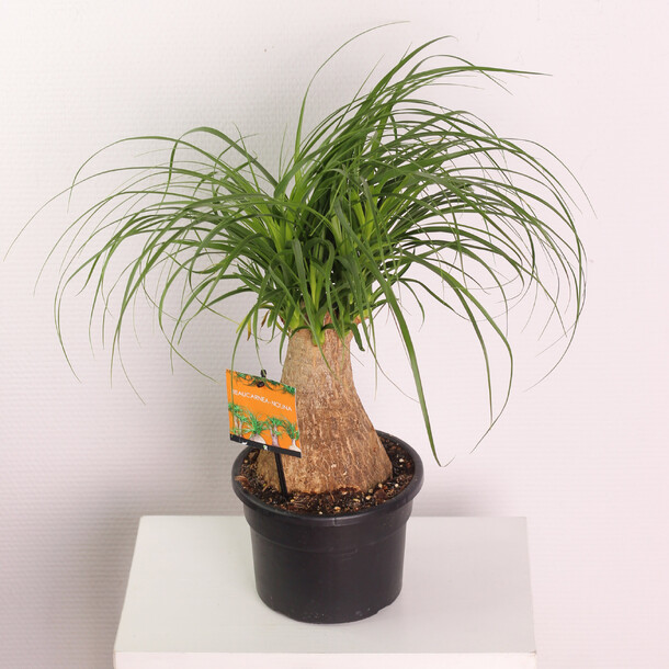 Нолина, артикул F1222567 - 5750 рублей, доставка по городу. Flawery - доставка цветов