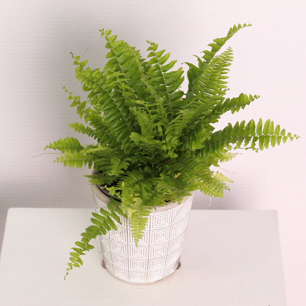 Нефролепис d12, артикул F1222570 - 1250 рублей, доставка по городу. Flawery - доставка цветов