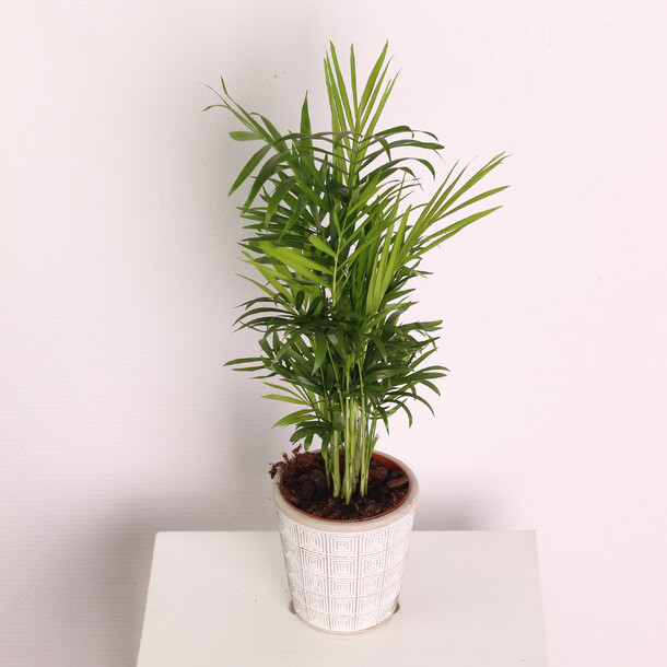 Хамедорея, артикул F1222582 - 1300 рублей, доставка по городу. Flawery - доставка цветов