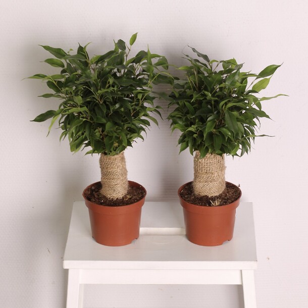 Фикус наташа, артикул F1251475 - 1400 рублей, доставка по городу. Flawery - доставка цветов