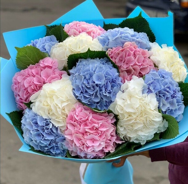 Гортензия, артикул F1142362 - 32152 рублей, доставка по городу. Flawery - доставка цветов