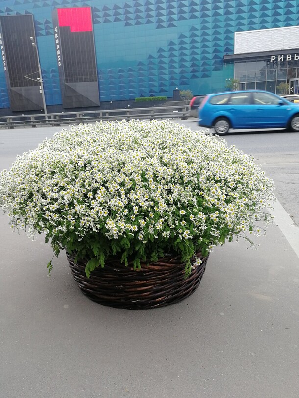 Ромашки в корзине, артикул F82025 - 100495 рублей, доставка по городу. Flawery - доставка цветов