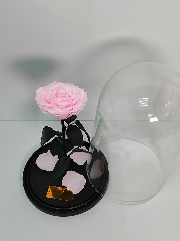 Роза в колбе, артикул F1339252 - 7200 рублей, доставка по городу. Flawery - доставка цветов