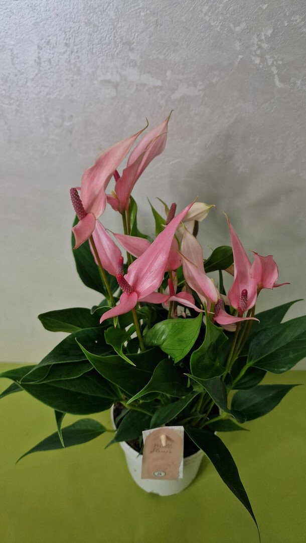 Антуриум лиллу, артикул F1292754 - 4200 рублей, доставка по городу. Flawery - доставка цветов