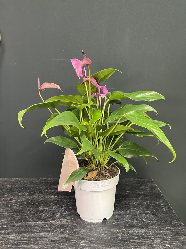 Антуриум, артикул F1296620 - 3500 рублей, доставка по городу. Flawery - доставка цветов