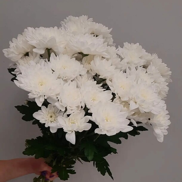 Хризантема кустовая, артикул F1073575 - 3173 рублей, доставка по городу. Flawery - доставка цветов