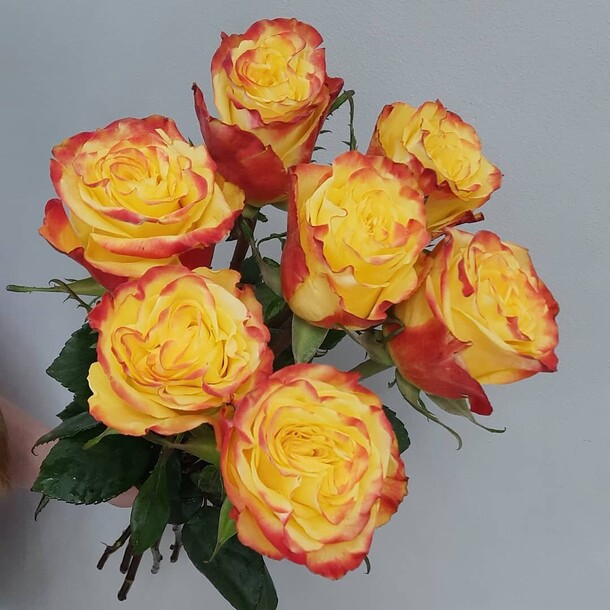 Розы, артикул F1073823 - 2264 рублей, доставка по городу. Flawery - доставка цветов