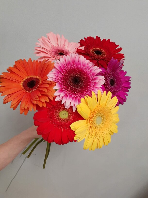 7 гербер под ленту, артикул F1073841 - 2264 рублей, доставка по городу. Flawery - доставка цветов