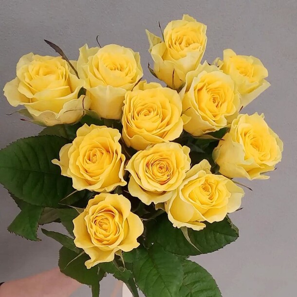 Букет 11 роз под ленту, артикул F1095693 - 3627 рублей, доставка по городу. Flawery - доставка цветов