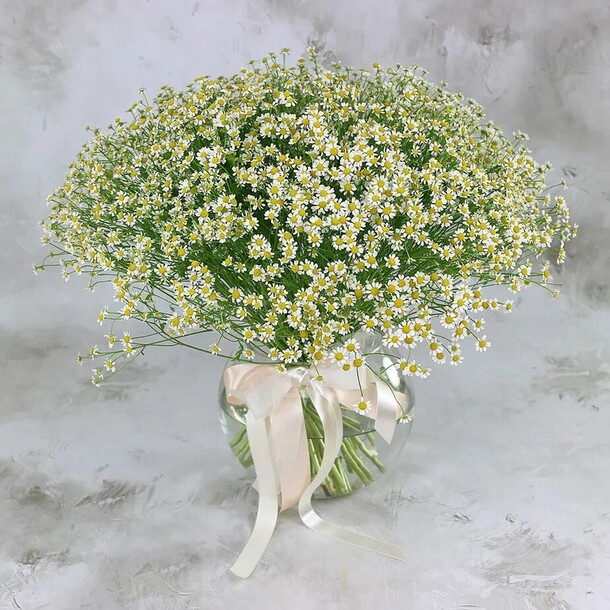 Букет из 51 ромашки-матрикария, артикул F1271266 - 17848 рублей, доставка по городу. Flawery - доставка цветов