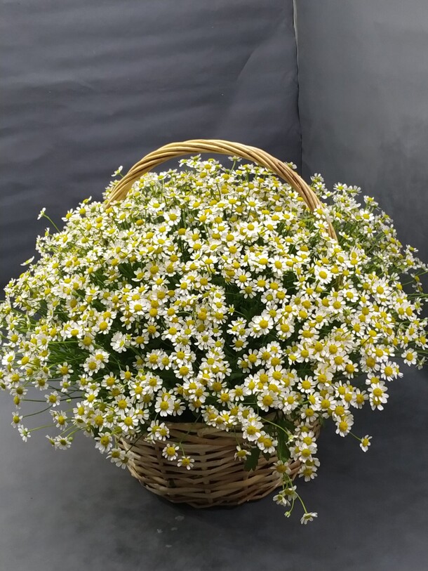 Ромашка в корзине, артикул F1146691 - 20918 рублей, доставка по городу. Flawery - доставка цветов