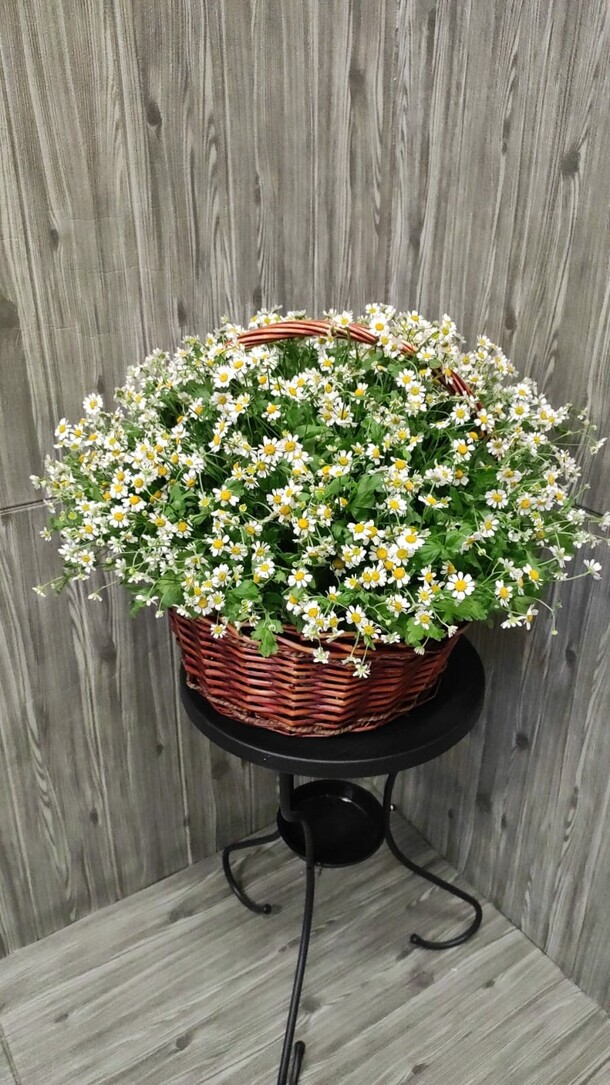 Корзина из 25 ромашек, артикул F1153436 - 8458 рублей, доставка по городу. Flawery - доставка цветов