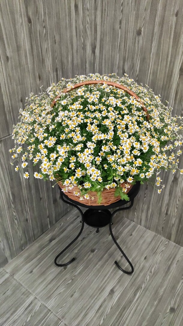 51 кустовая ромашка в корзине, артикул F1153475 - 15718 рублей, доставка по городу. Flawery - доставка цветов