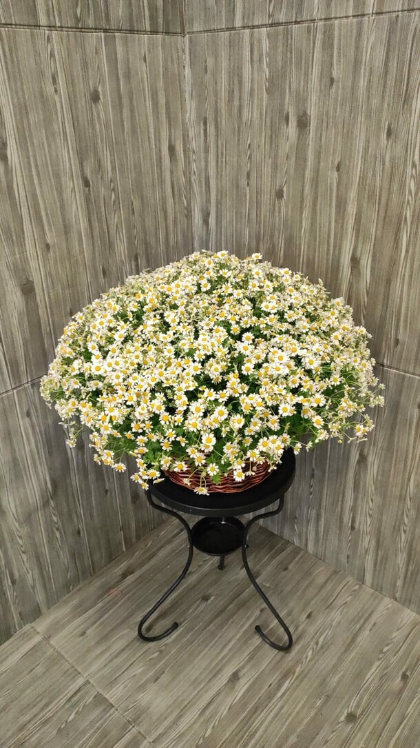 51 кустовая ромашка в корзине, артикул F1197248 - 15718 рублей, доставка по городу. Flawery - доставка цветов