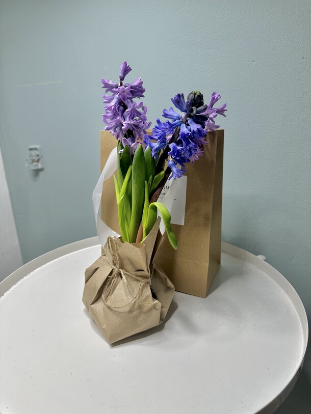 Гиацинты на луковице, артикул F1256547 - 2420 рублей, доставка по городу. Flawery - доставка цветов