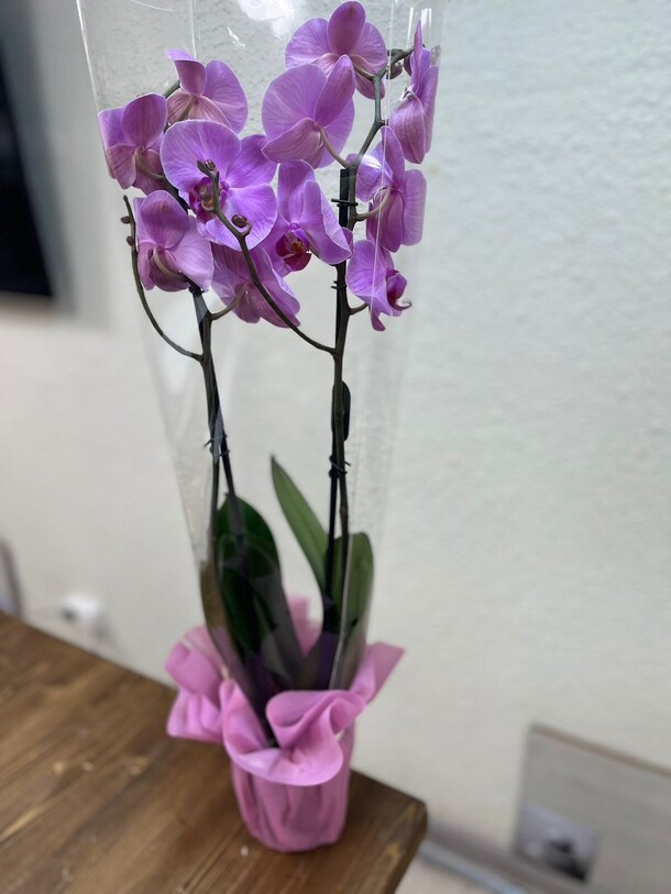 Орхидея #1, артикул F1292713 - 4800 рублей, доставка по городу. Flawery - доставка цветов