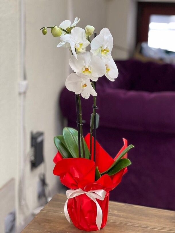 Орхидея #2, артикул F1292736 - 4800 рублей, доставка по городу. Flawery - доставка цветов