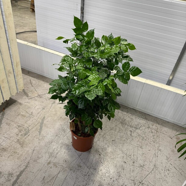 Радермахера, артикул F1408098 - 22000 рублей, доставка по городу. Flawery - доставка цветов