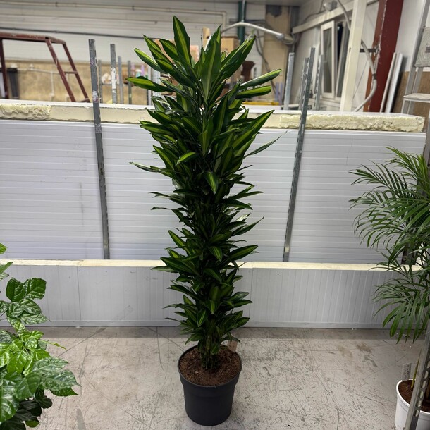 Цинто, артикул F1408111 - 35000 рублей, доставка по городу. Flawery - доставка цветов