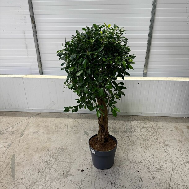 Фикус нитида, артикул F1408112 - 22500 рублей, доставка по городу. Flawery - доставка цветов