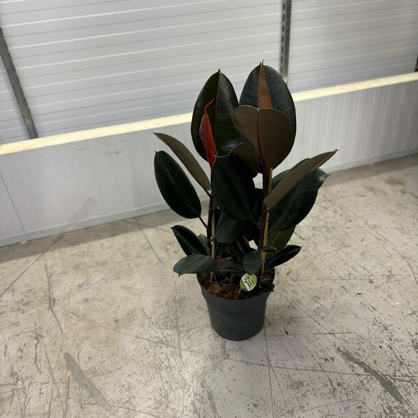 Фикус элестика, артикул F1408113 - 15600 рублей, доставка по городу. Flawery - доставка цветов