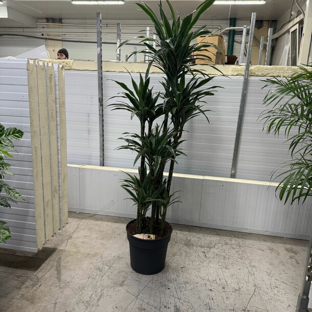 Улисес, артикул F1408115 - 32000 рублей, доставка по городу. Flawery - доставка цветов