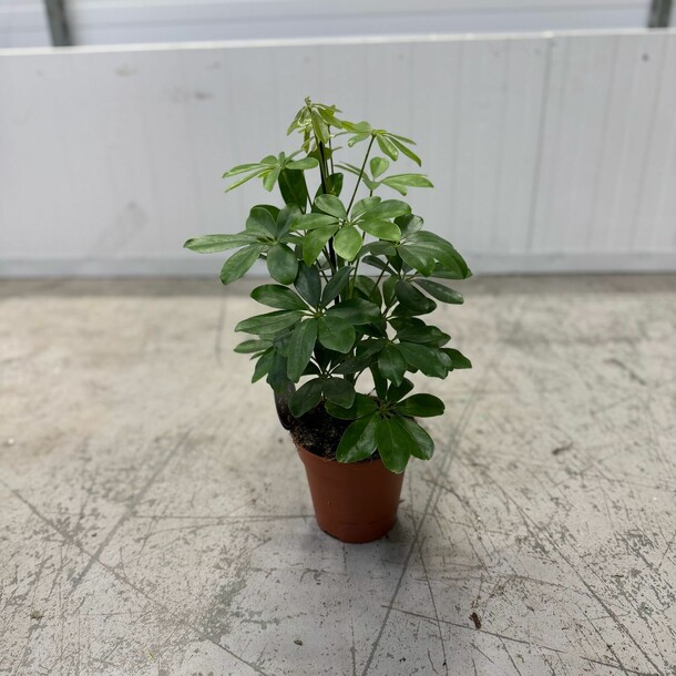 Шефлера, артикул F1408119 - 2900 рублей, доставка по городу. Flawery - доставка цветов