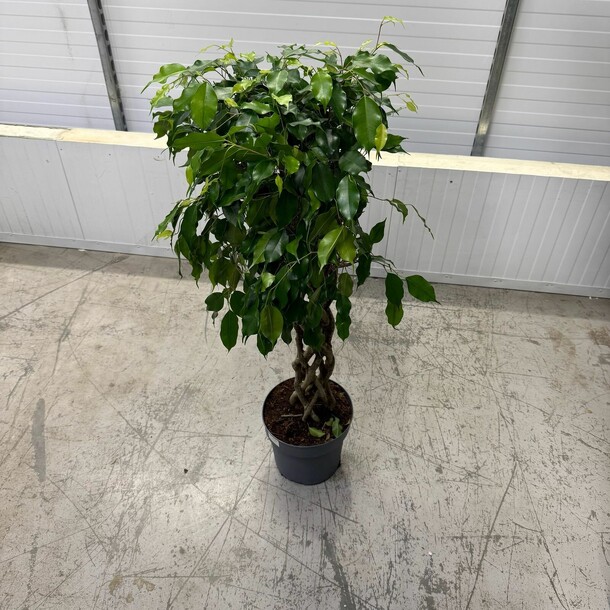 Фикус экзотика, артикул F1408126 - 12000 рублей, доставка по городу. Flawery - доставка цветов