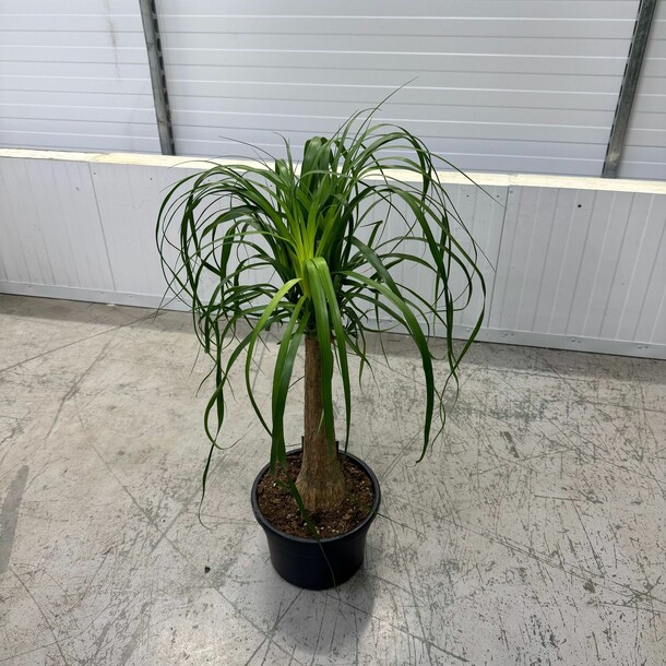 Нолина, артикул F1408129 - 9800 рублей, доставка по городу. Flawery - доставка цветов