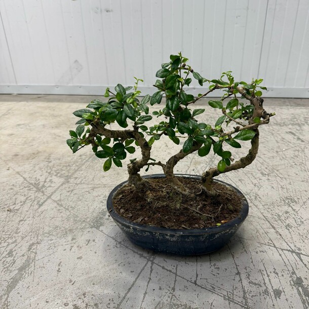 Бонсай, артикул F1408132 - 8600 рублей, доставка по городу. Flawery - доставка цветов