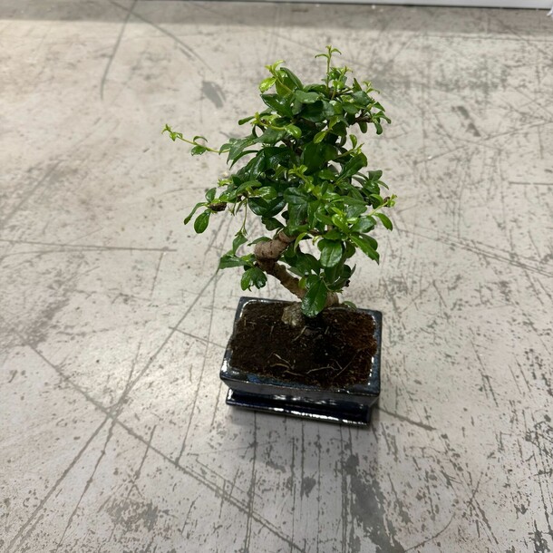 Бонсай, артикул F1408135 - 4500 рублей, доставка по городу. Flawery - доставка цветов