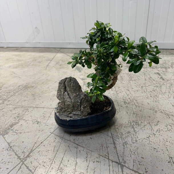 Бонсай, артикул F1408167 - 5900 рублей, доставка по городу. Flawery - доставка цветов