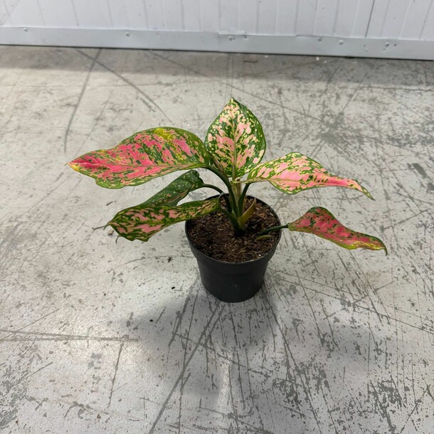 Аглонема, артикул F1408172 - 2899 рублей, доставка по городу. Flawery - доставка цветов