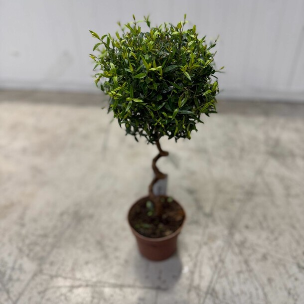 Мирт, артикул F1408174 - 2500 рублей, доставка по городу. Flawery - доставка цветов