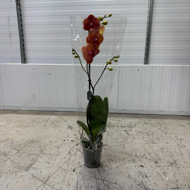 Фаленопсис, артикул F1408181 - 3200 рублей, доставка по городу. Flawery - доставка цветов