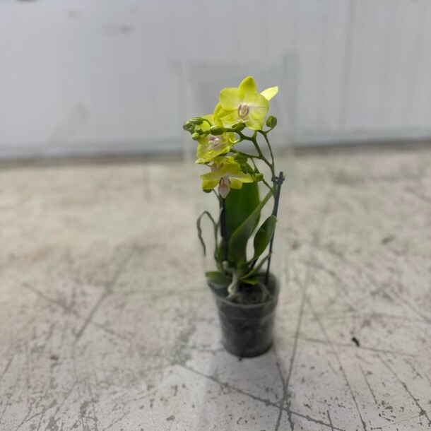 Фаленопсис, артикул F1408185 - 2300 рублей, доставка по городу. Flawery - доставка цветов